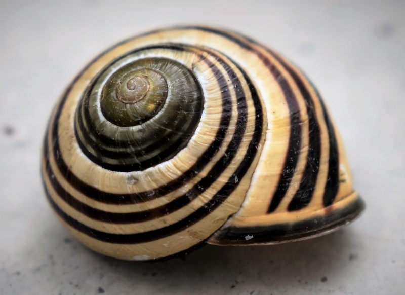 escargot