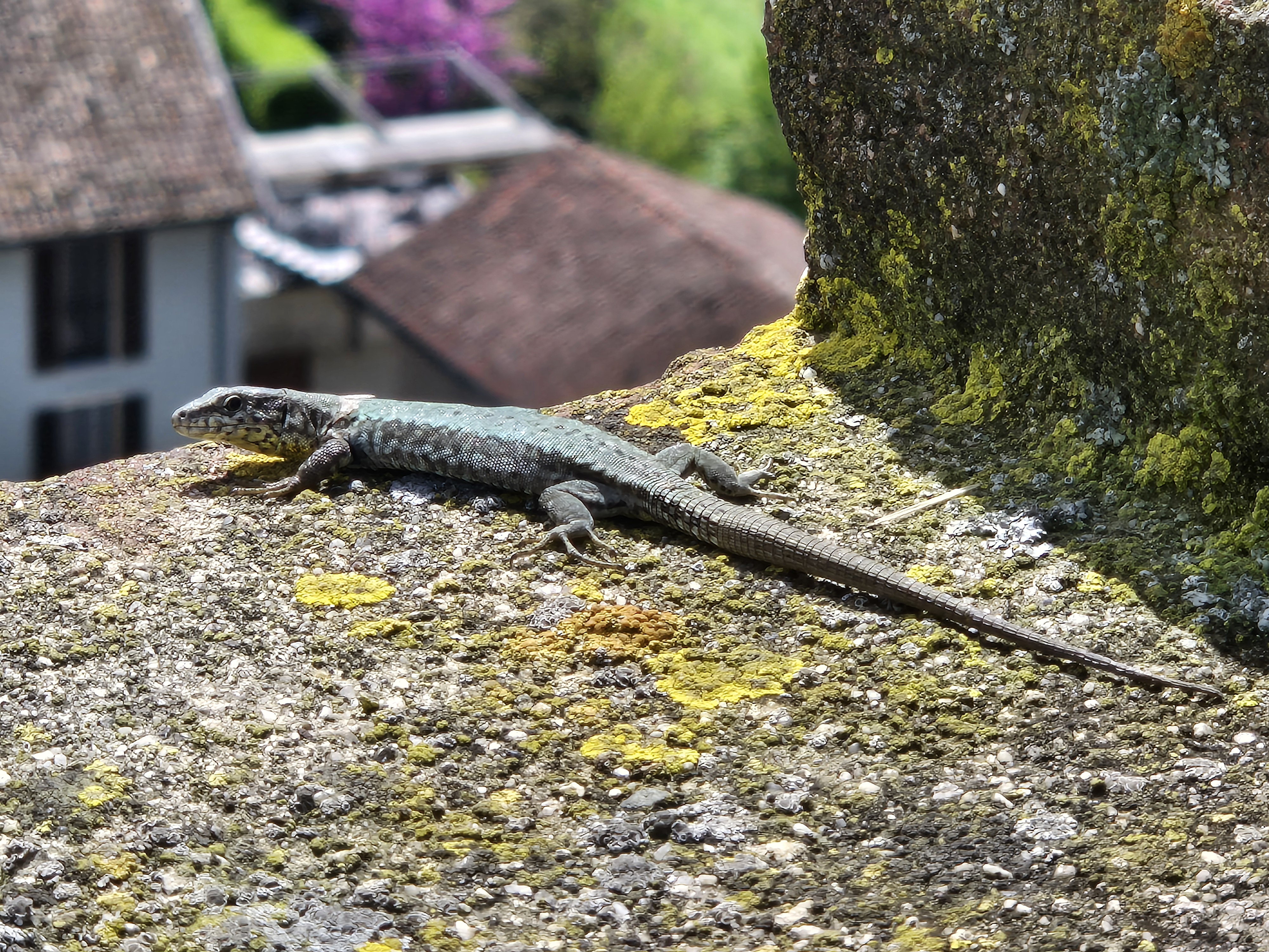lezard