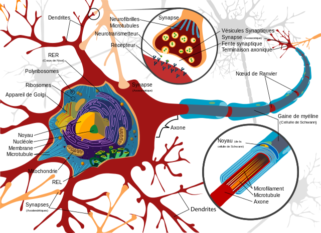 neuronebiologique1