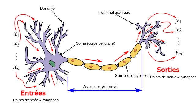 neuronebiologique2